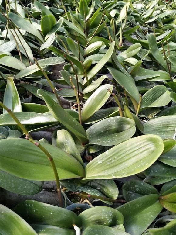 路边被人丢掉的名贵花,丢人也要捡,种盆里就开花