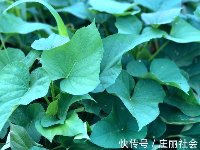 近视眼|霜降红薯甜如蜜,收完红薯叶子别乱扔,配上木耳炒一盘,特别美味