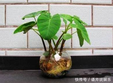 这种东西吃剩了不要扔,丢水里就能疯长,比滴水观音漂亮百倍