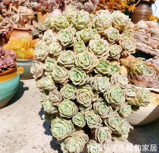 多肉|养多肉也得会模仿,看看这颗可爱玫瑰的悬崖桩,我也想养成这样