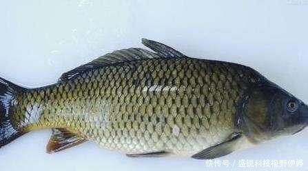 夜钓水里黑漆漆一片,鱼是怎么发现饵料的