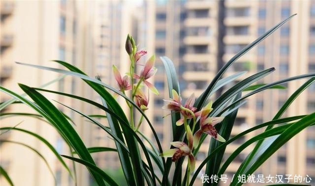 春天兰花发芽,“一灌二喷三埋”,兰花养分足,新芽多,长势爆盆!