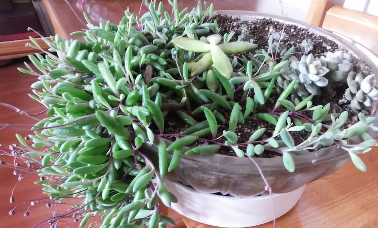 这种多肉吊起来养,所谓像一串串葡萄一样,美爆了