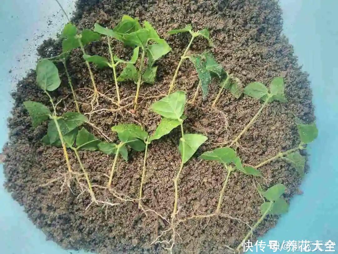 11种常见花，现在扦插，成活率特高