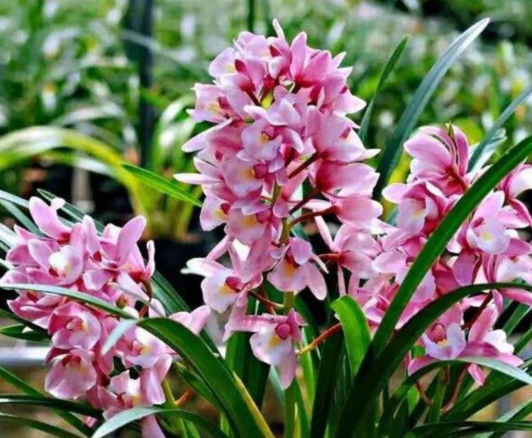 几种花是懒人的最爱,有阳光就爆盆,给点水就疯长,太好养