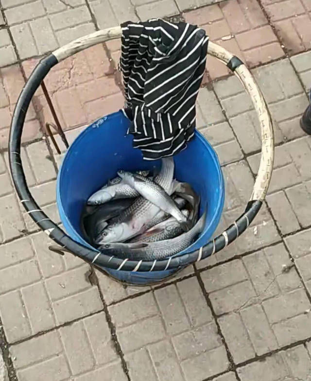 城里的钓鱼人有多疯狂,桥上排水孔里钓鱼,最多一天钓5斤