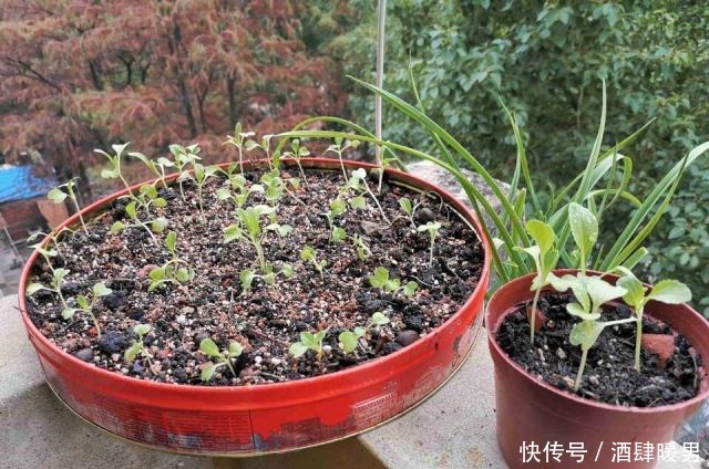 70岁的他，喜欢用“废品”养花种菜，月饼盒、泡沫箱都能用上！