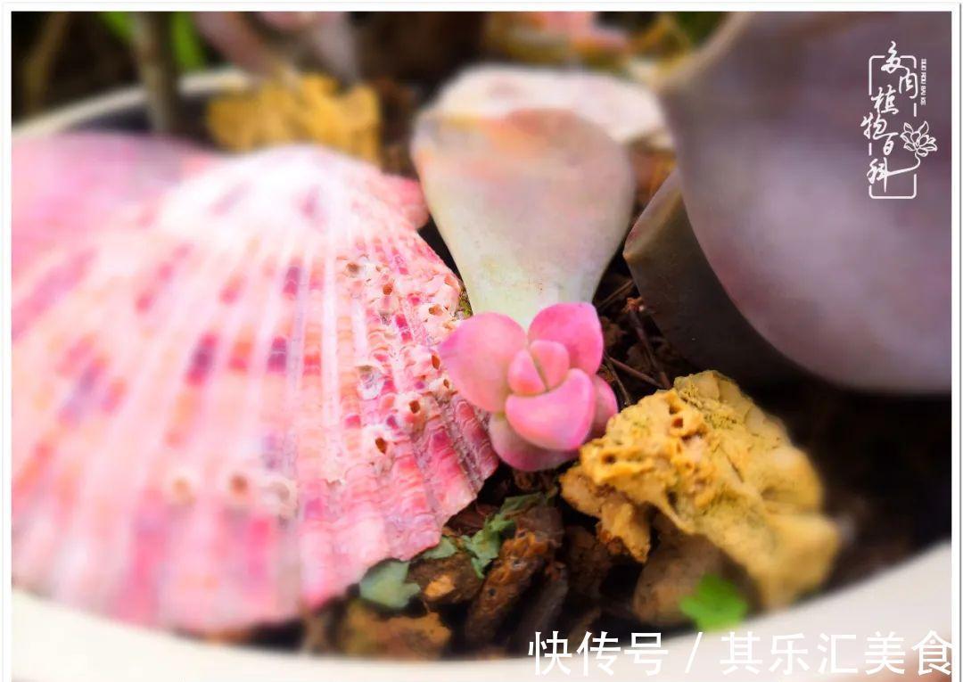 胧月,它生了一场大病!