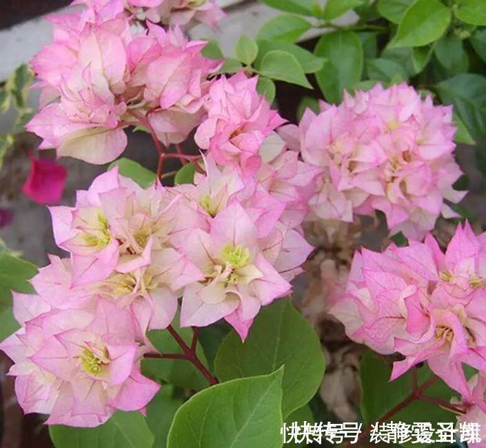 适合懒人养护的花卉，花开美艳动人，绚丽多彩