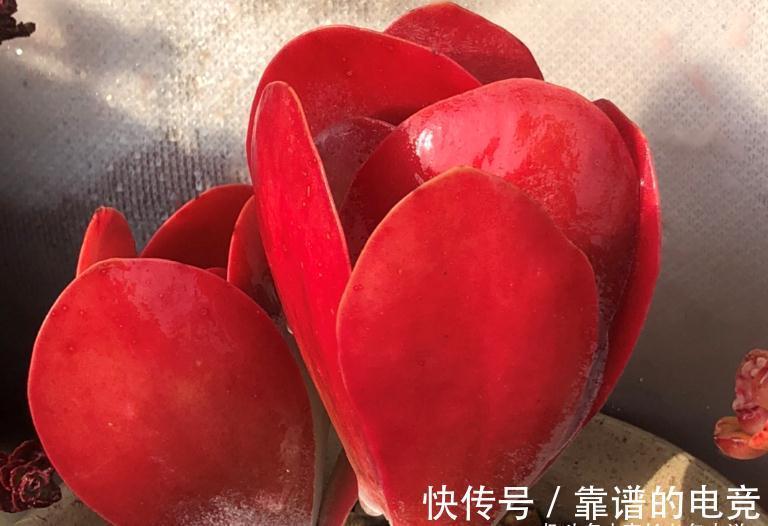 茎秆|多肉唐印只有1种,跟它有关的多肉却有两种,且比它更美更有特点