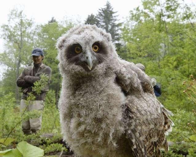庞大|神雕真实存在,罕见稀有体型庞大,全球还不到一千只