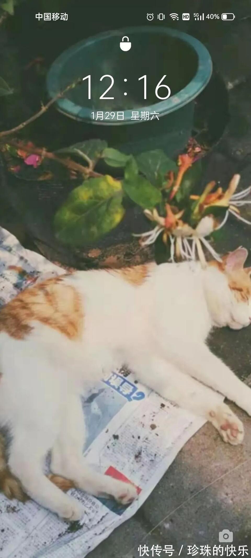 拜年|必存!新年拜年表情包丨第310期热门表情包