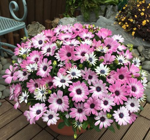 老手|5月逛花市，这些花千万别买，老手都避开，新手抢着买