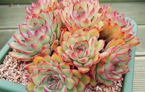 佳人|买多肉别只听名字,这6种多肉一个品种好几个名,擦亮眼睛别上当