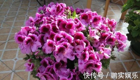 养护|养花技巧粗生粗养也能四季开花!少养1种都觉得亏了