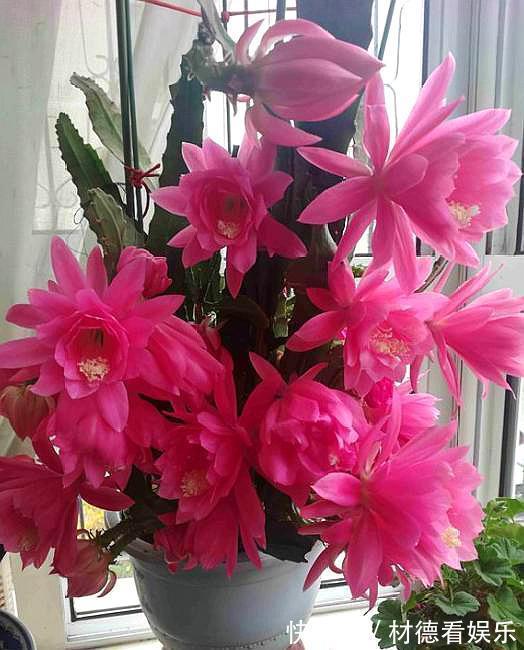 盆栽|盆栽令箭荷花,叶片倒伏做“2点”,开花如“碗”大,一次开爆盆