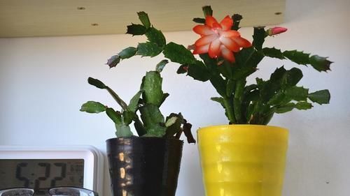 小诀窍|养花的9个小诀窍,养花时,使用这些诀窍,帮助你成为养花高手