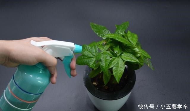 家里有养花的抓紧看看,学会这招,不烂根不生虫,花草越长越茂盛!