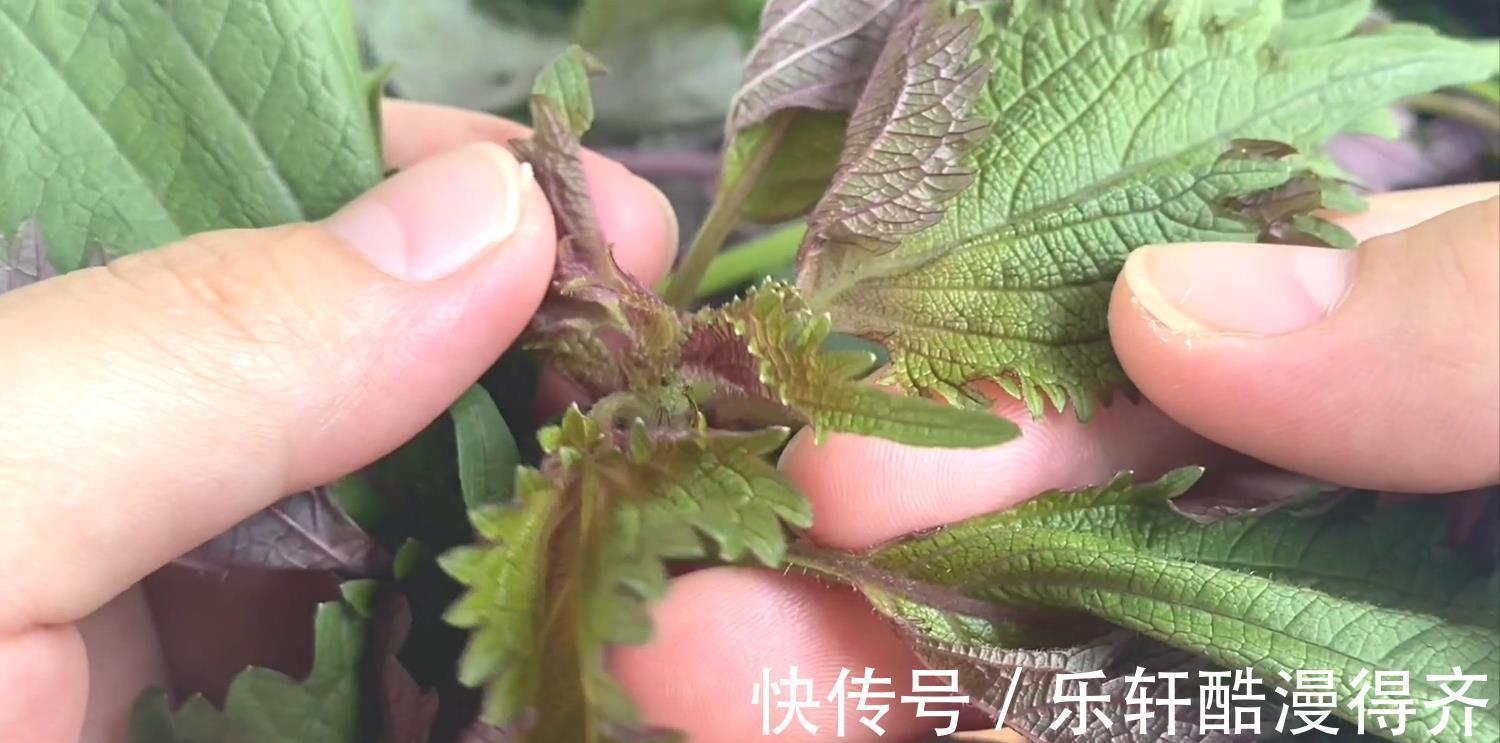 保姆|紫苏煮鸡蛋的作用居然这么厉害,老保姆教你方法,学会不亏