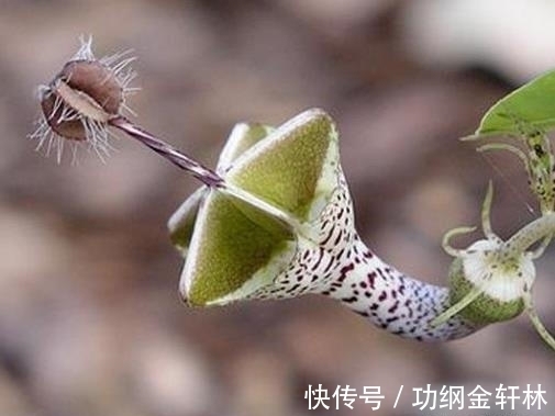 世界上最有趣的植物排名，面包树营养丰富，生石花圆润好看