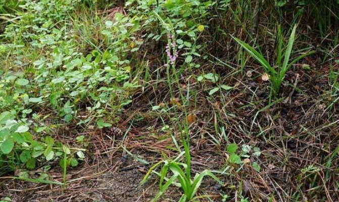 人参|此物植物叫“参”却不是人参,价值珍贵,遇见莫忽视