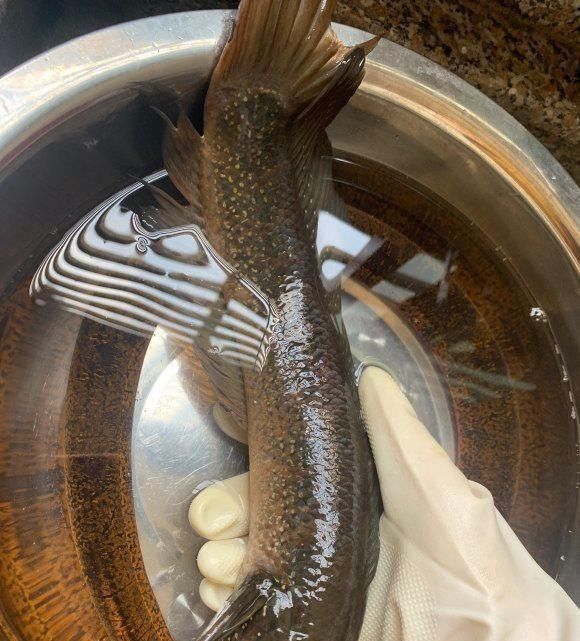 河道|贵州一河道涨水后七星鱼泛滥，钓鱼人：近两年才开始出现