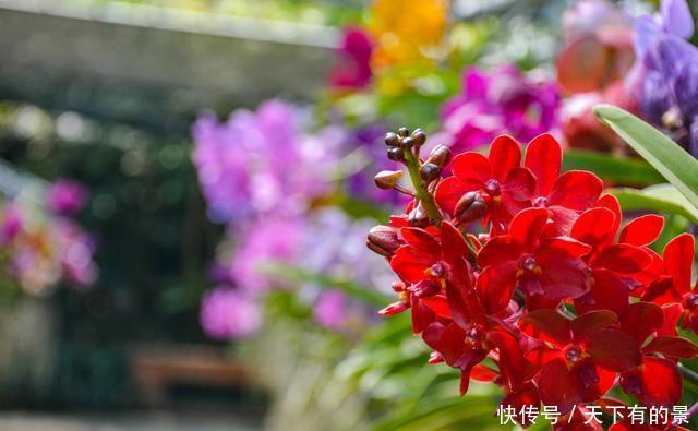 曾经看过了几种兰花?来这里可以让您大开眼界