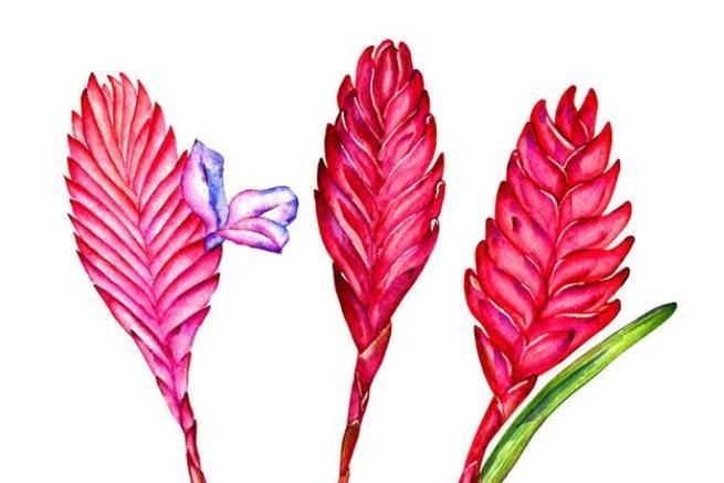  待机时间超长的3种花，一朵开100天以上，家里养一盆很喜庆