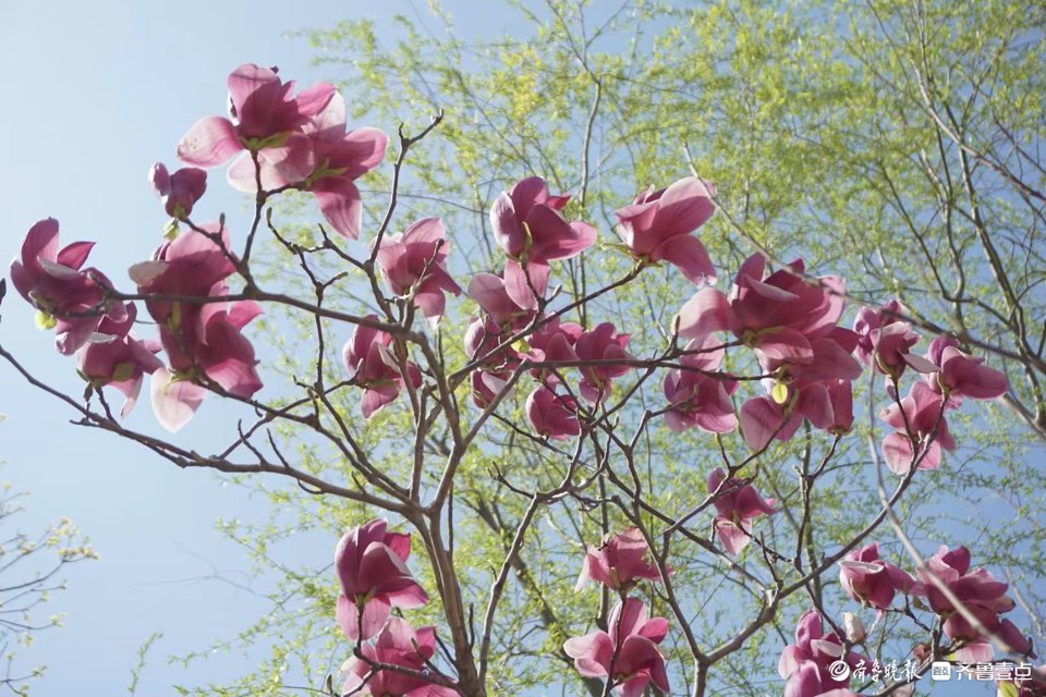 大风吹过，玉兰花枝乱颤