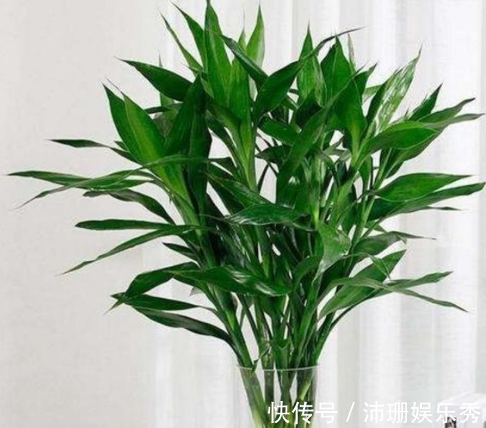 3种花自带“财运”，养家里一盆，财源广进，好运滚滚来！