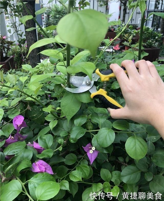 这两种花开过了，抓紧时间剪一剪，再等两个月又能开花