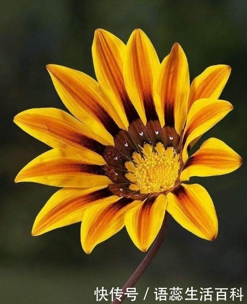 勋章花别称勋章菊 非洲太阳花 快资讯 勋章花别称勋章菊 非洲太阳花 快资讯