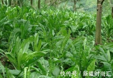 蒲公英水|17岁女生因一壶蒲公英水,送入医院,提醒:蒲公英泡水有4大禁忌