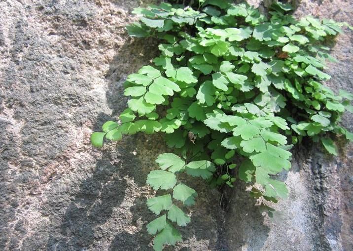 有3种植物“最环保”，都是制氧高手，还十分美丽，不妨回家养1盆