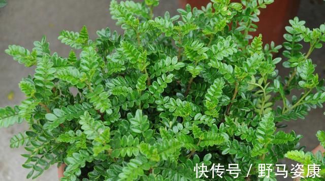 老桩|这“3种”树,养成室内“老桩盆景”,观赏价值高,越养越耐看