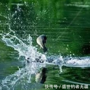 搭配饵料不能忽略的5个事项，饵料对了口，轻松爆护——盛世三渔