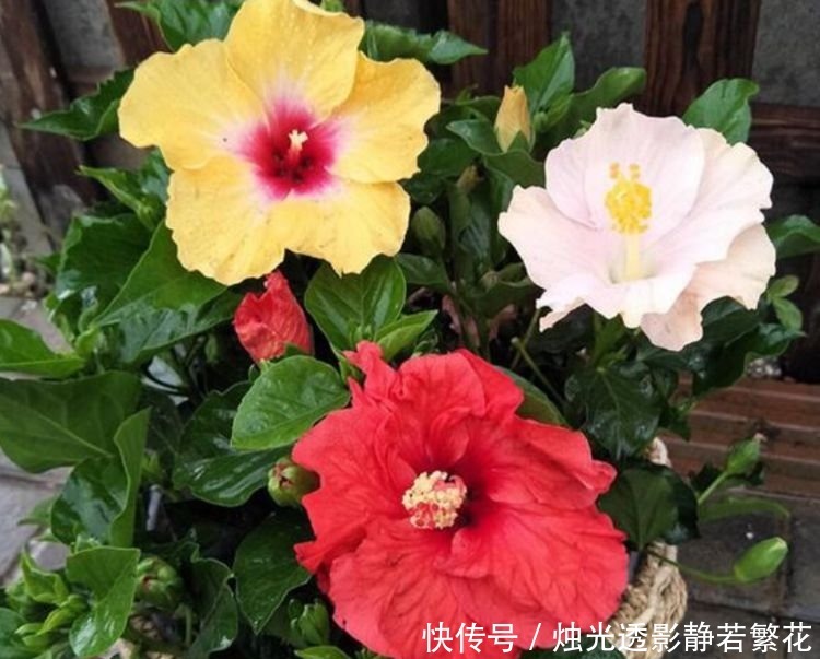 3种花养家里，个个美出状态，花朵迷人，阵阵花香，花朵大