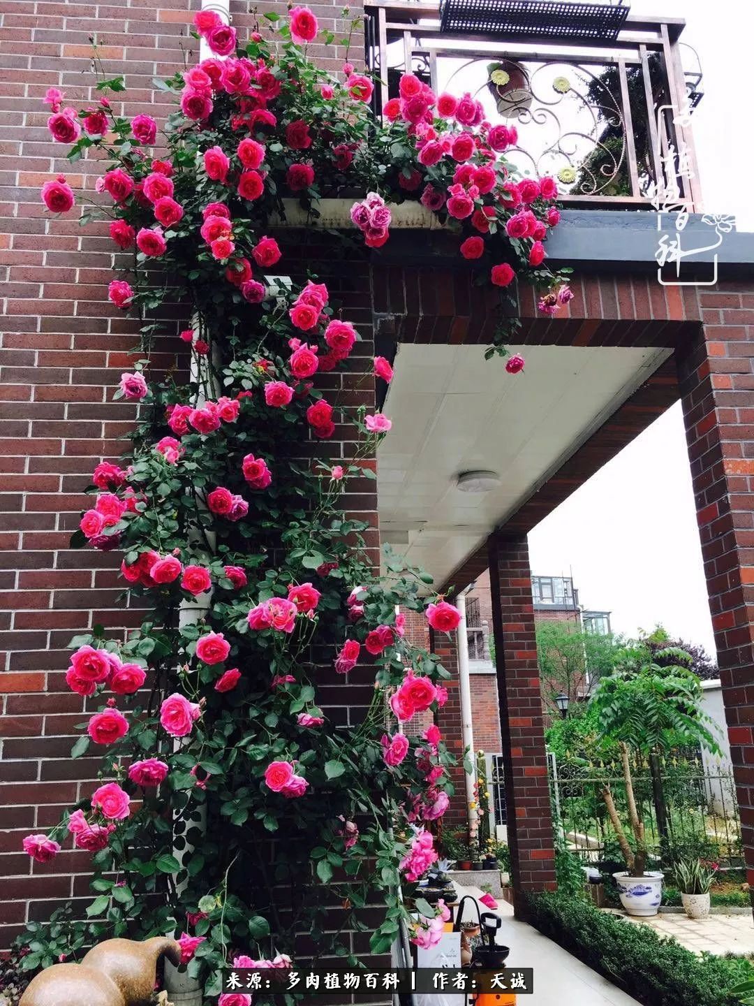 吃饱喝足，包邮区的多肉养精蓄锐准备渡劫！