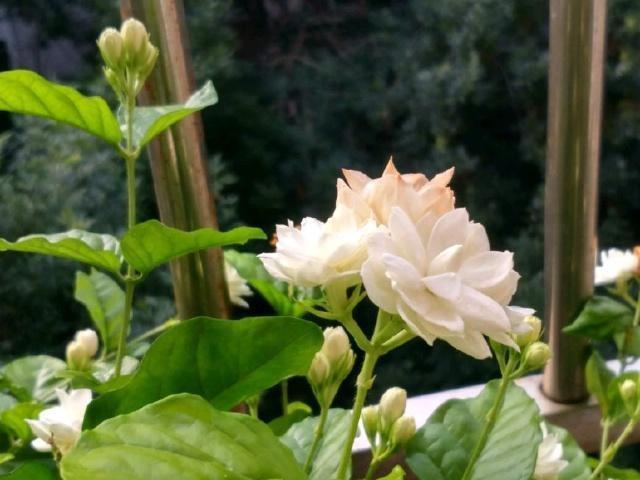茉莉花的3个特性,养花大咖教你让茉莉花盆栽枝繁叶茂开花多