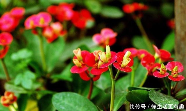 这几种花再漂亮也不能养,看到就要躲得远远的,看看你家中养了没!