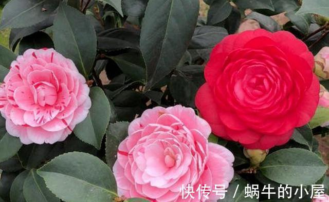花期|盆栽茶花老是养不好,选择品种有技巧,试试以下经典的茶花品种
