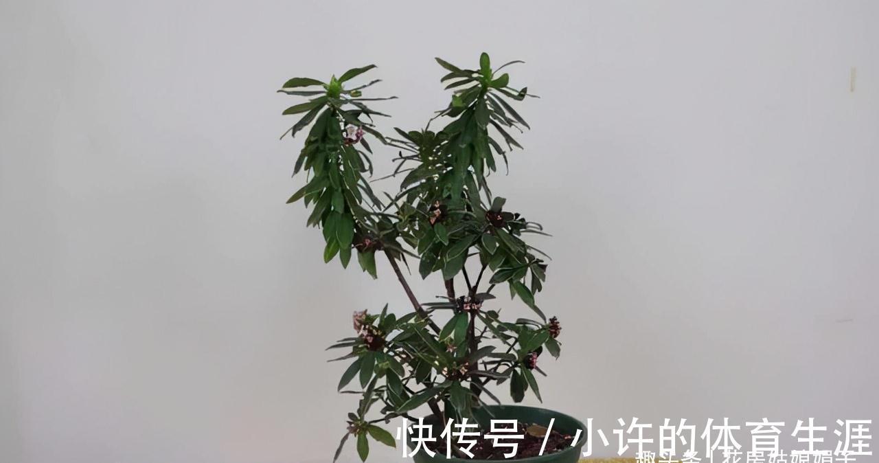 腊梅|9种花卉在冬季能开出迷人的花朵，实至名归的年宵花，风靡花友圈