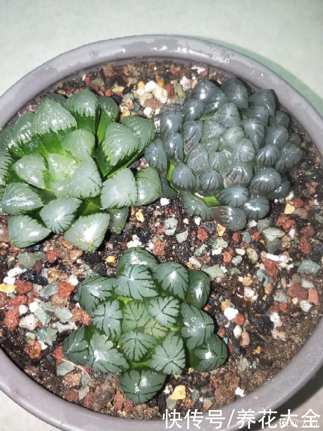 夏天怕晒的花，赶紧搬到阴凉地儿，再晒成枯杆了