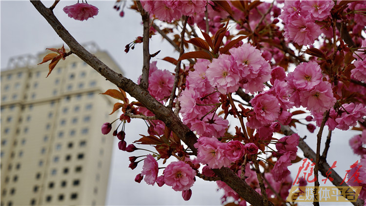 去哪儿赏樱花，就在西峰这条街