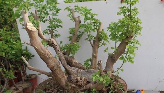 黄荆|乡下一种“柴火木”,年年砍不绝,如今做成高档盆景,很受人欢迎