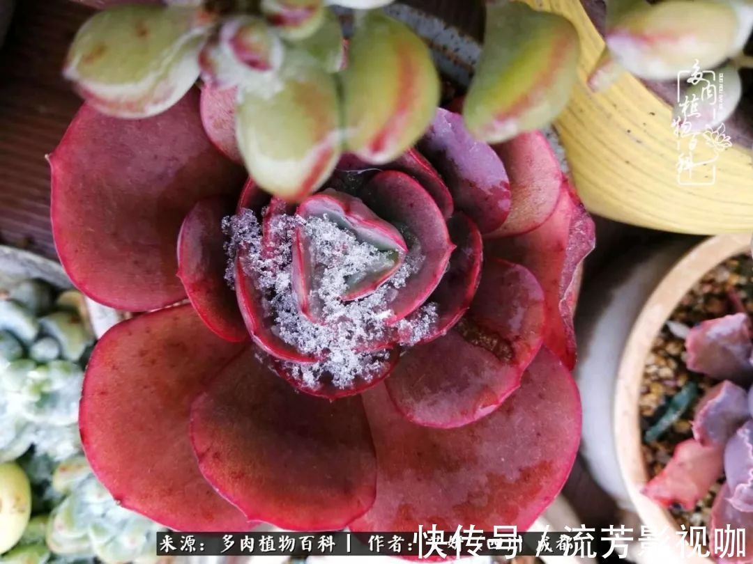 多肉|人生有时候就像多肉,不是不出彩,只是经历的时光还不够!