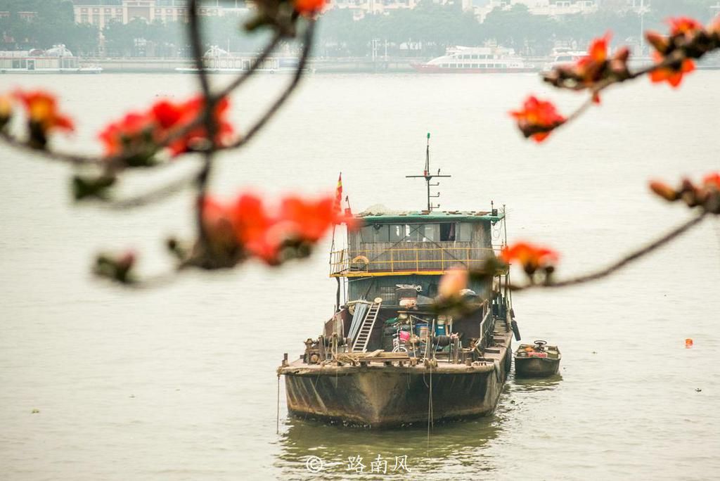 春季广州赏花游，这几个地方是不错的选择，你更喜欢哪个？