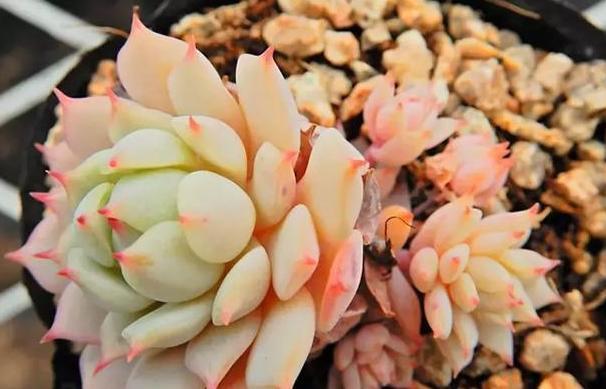 夏必死的多肉品种,该如何盆栽正确避暑抓住3细节状态佳