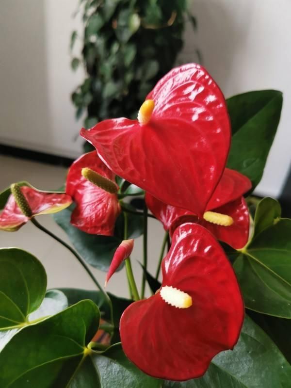 文竹掐个枝,找个瓶子插水里,三天就冒小笋芽