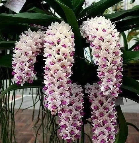 最全的兰花大鉴赏,看看你都见过几种兰花!